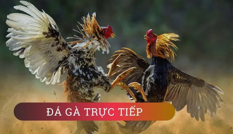 Bí Quyết Thắng Đậm Đá Gà WS168 Tại P3 Đỉnh Cao Cá Cược 2 Bí Quyết Thắng Đậm Đá Gà WS168 Tại P3 Đỉnh Cao Cá Cược