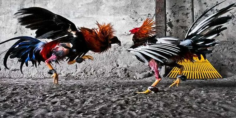 Bí Kíp Chinh Phục Đá Gà GA28 Tại P3 Thắng Lớn Mọi Trận Đấu 2 Bí Kíp Chinh Phục Đá Gà GA28 Tại P3 Thắng Lớn Mọi Trận Đấu